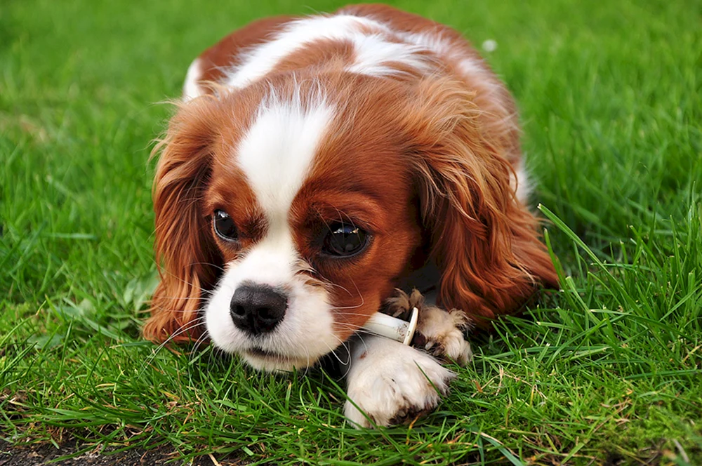 Irischer Cocker Spaniel