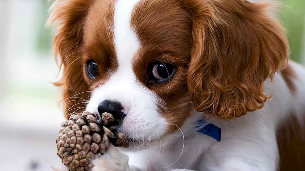 King Charles Spaniel