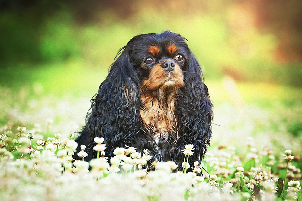 Hahn spaniel Welpe