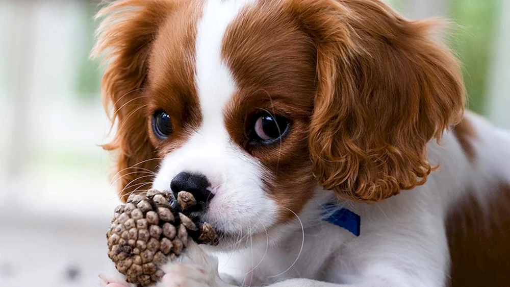 King Charles Spaniel