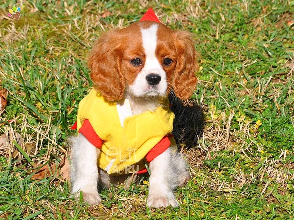 King Charles spaniel