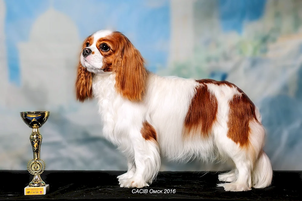 Cavalier King Charles spaniel