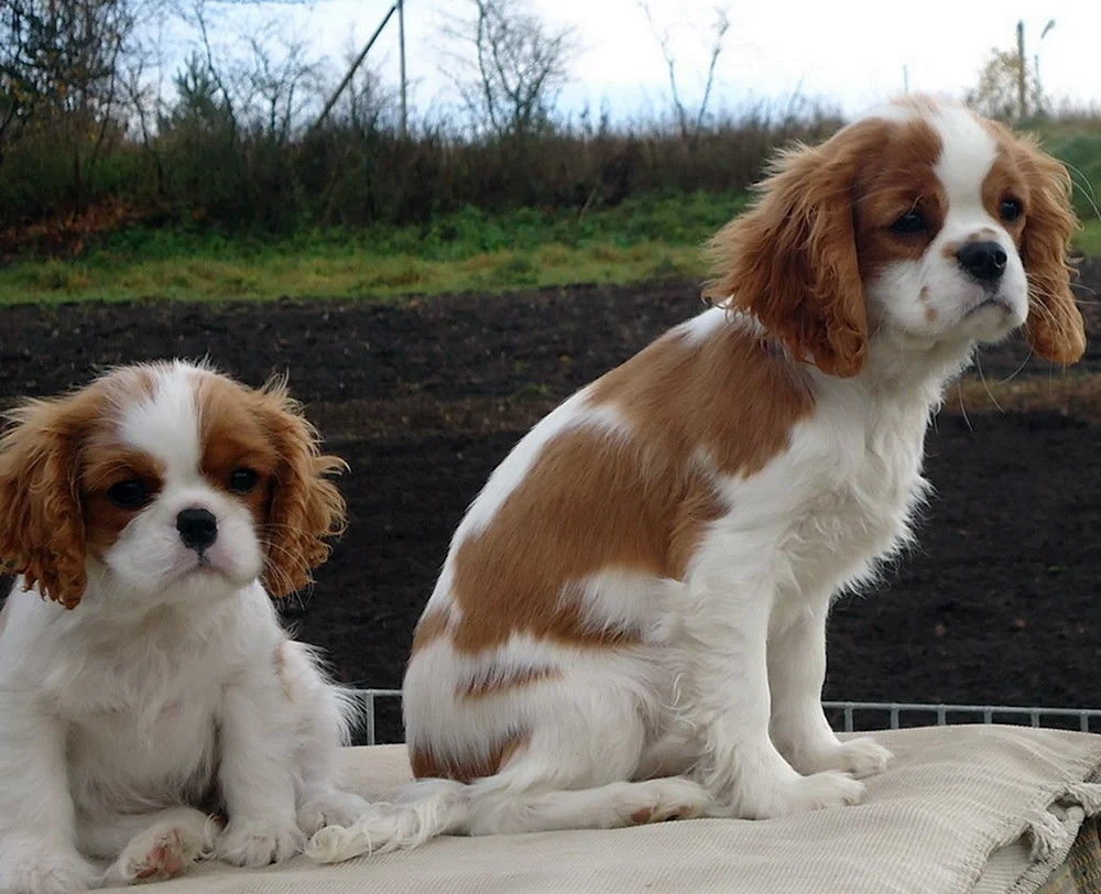 Cavalier King Charles spaniel Zwerg