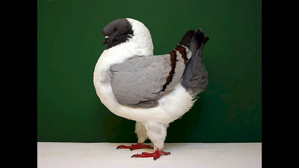 Bagdettauben