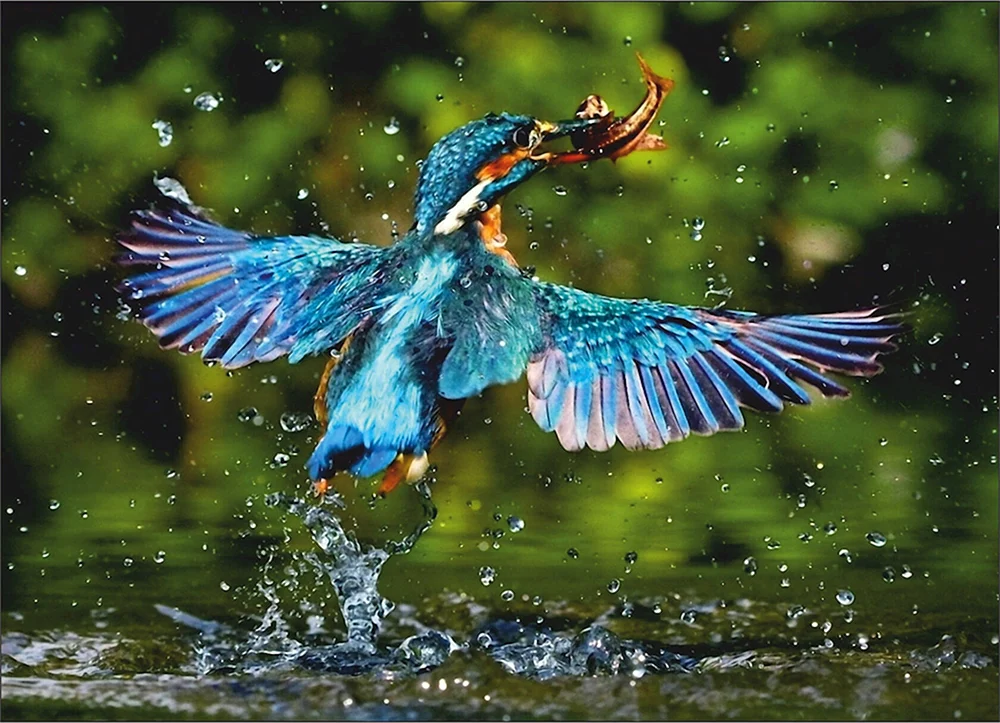 Vogelfischer