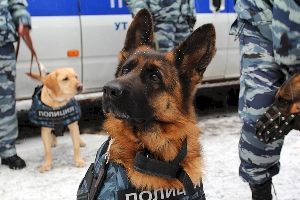 Kinologisch Polizeidienst des Innenministeriums Russlands