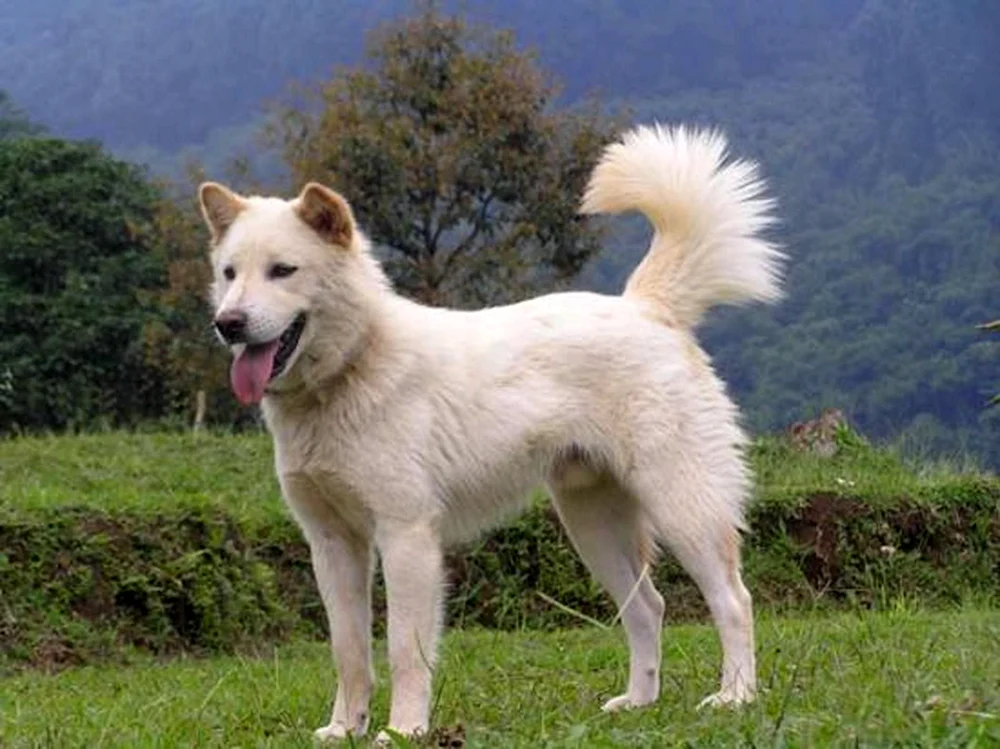 Chindo Hunderasse