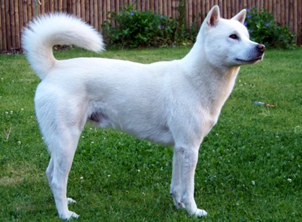 American Eskimo Spitz