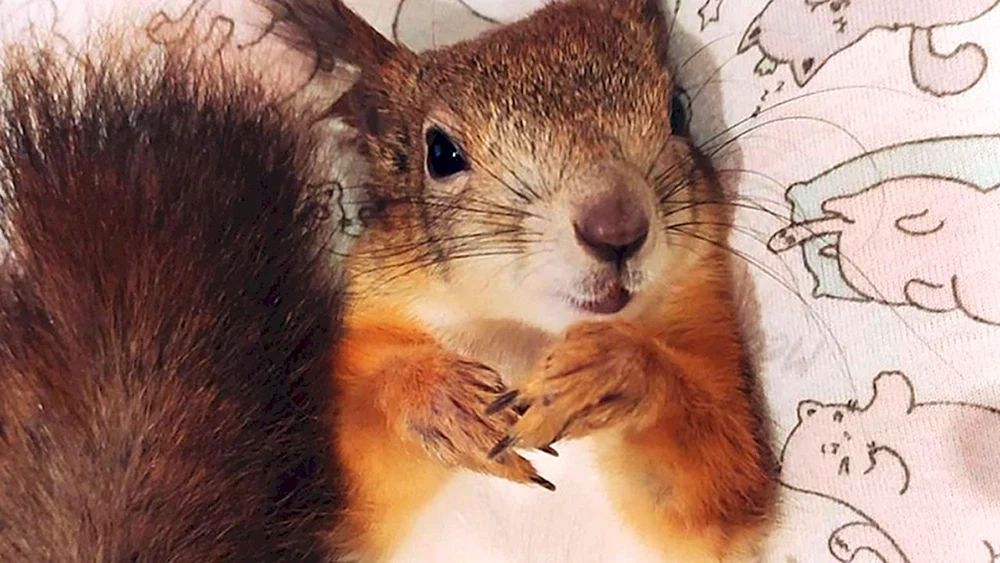 Ognaya Veksha Eichhörnchen