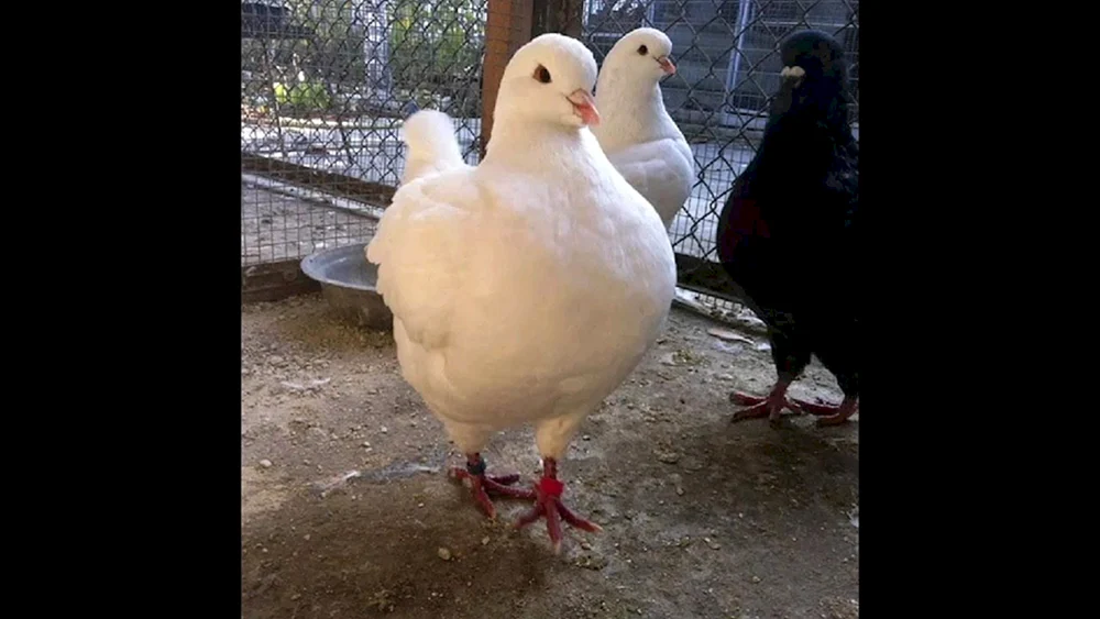 Chinesische Möwentaubenrasse