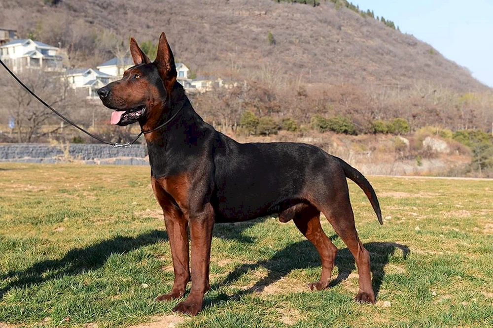 Chinese Mountain Red. Schäferhund