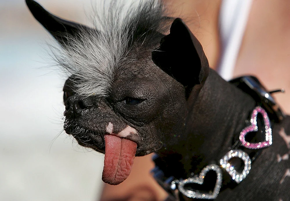 Chickies Schopfchihuahua Elwood