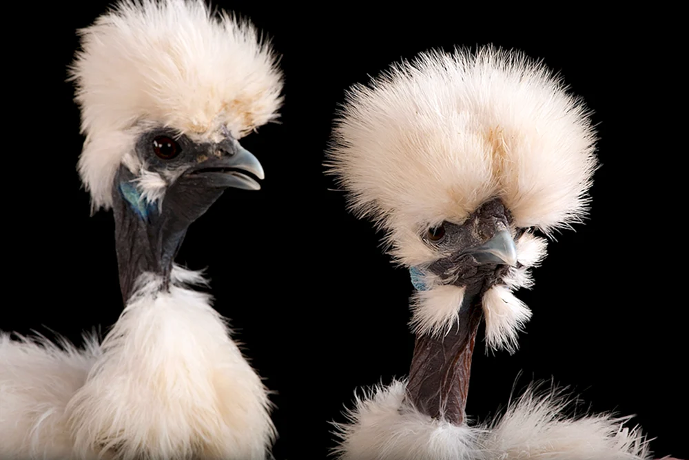 Haarvogel