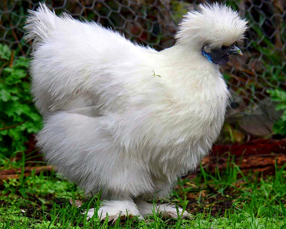 Russische Haubenhahnrasse