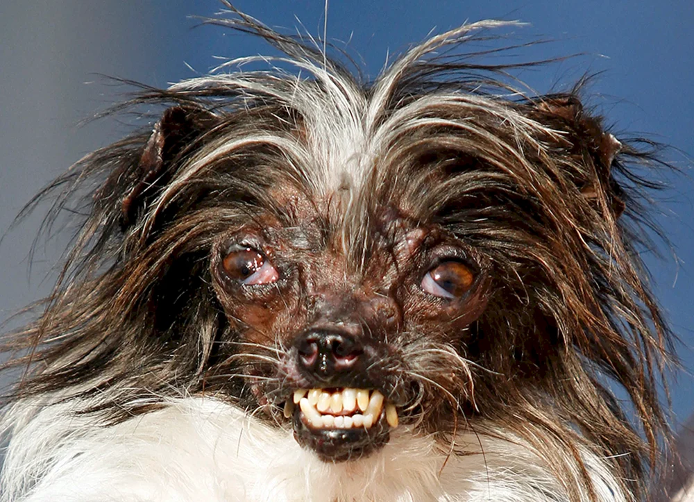 Lustige Hunde