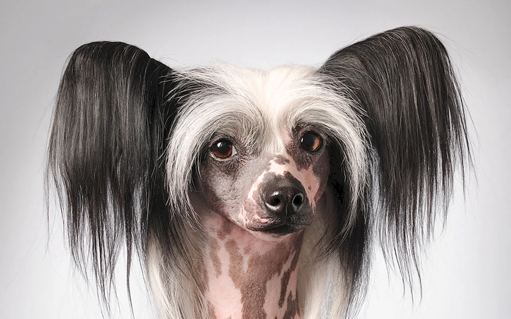 Chinese Greyhound. Schopfhaariger Hund