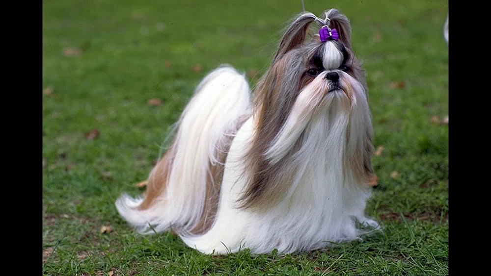Shih Tzu