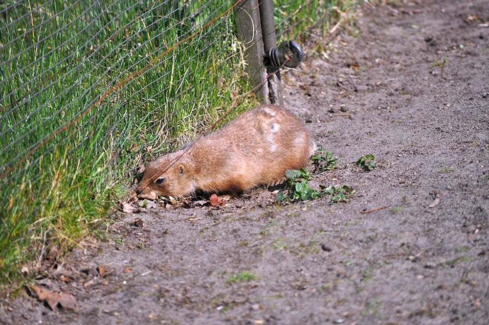 Schwarzschwanz-Wiesenhund