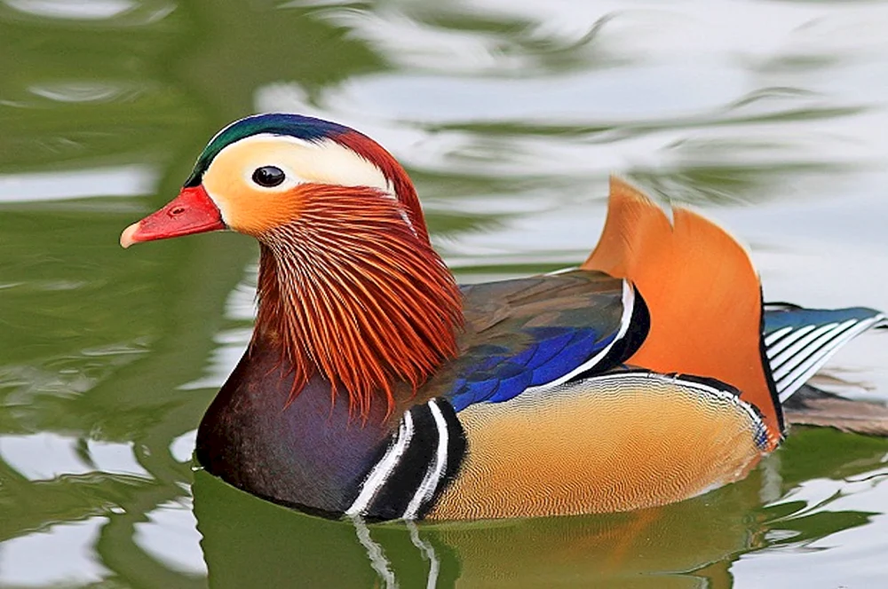 Chinesische Mandarinente