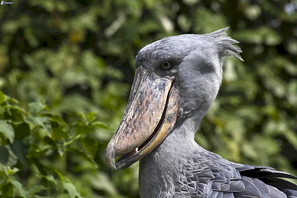 Vogelnase