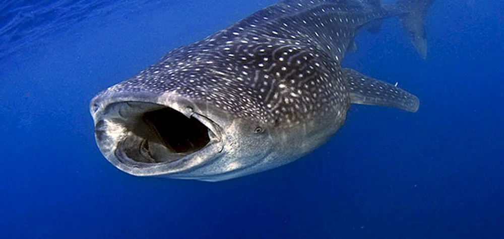 Großfisch
