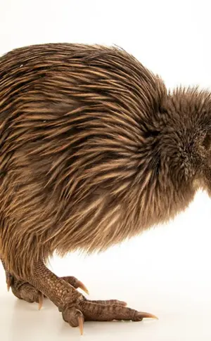 Kiwi-Vogel