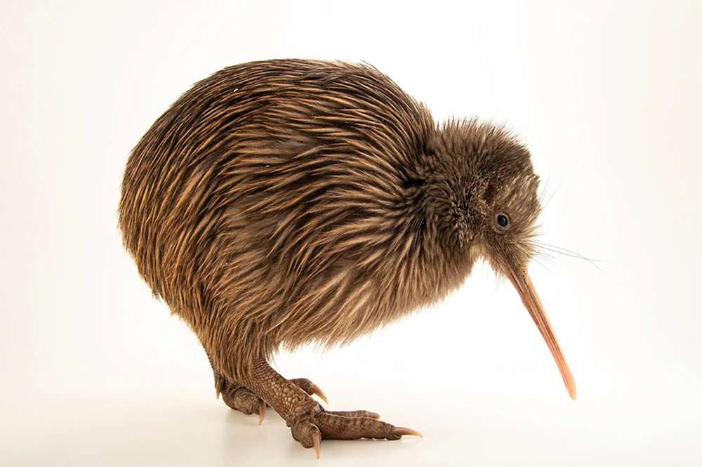 Kiwi-Vogel