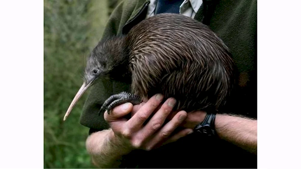 Nördlicher Kiwi Brauner Kiwi