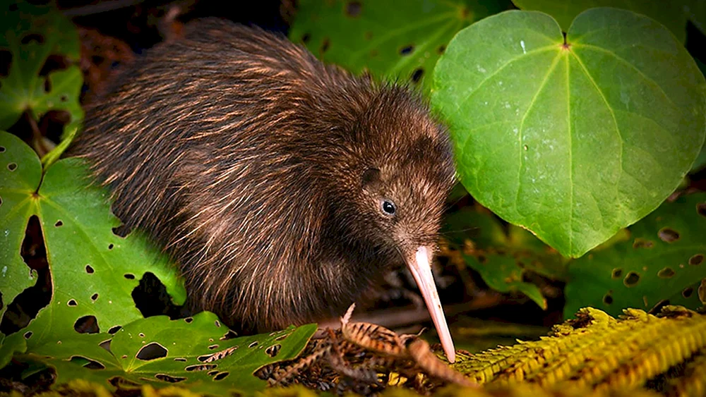 Kiwi-Vogel in Neuseeland