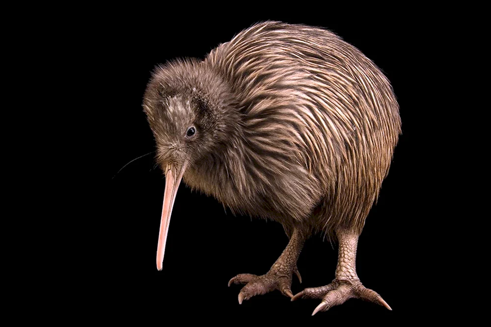 Kiwi-Vogel nisten