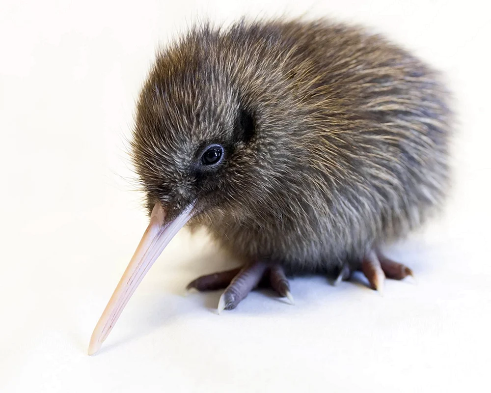 Kiwi-Vogel