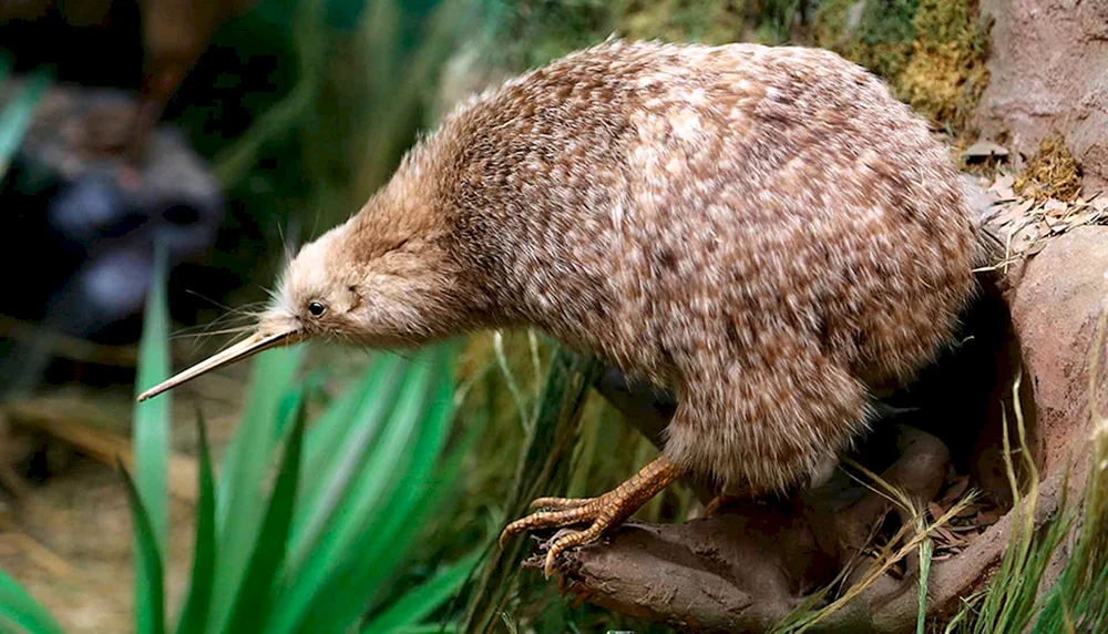Kiwi-Vogel in Neuseeland