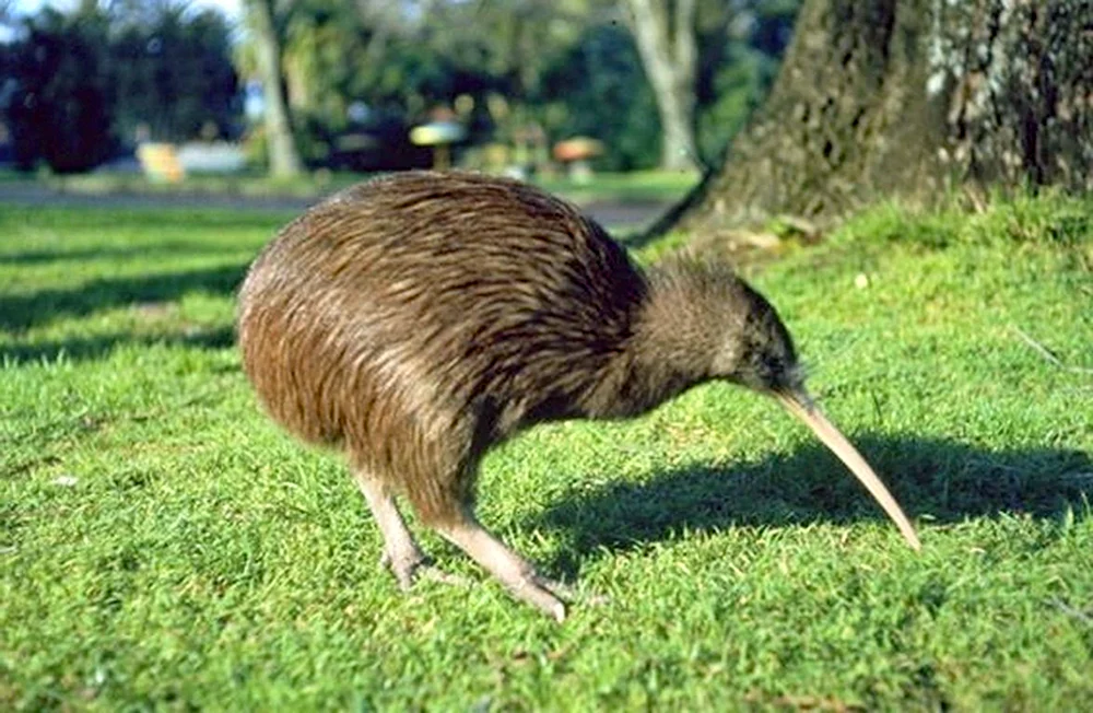 Vogel Kiwi in Neuseeland