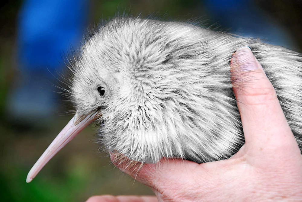 Kiwi in Neuseeland