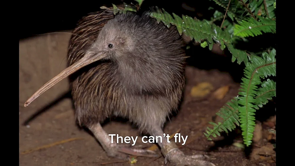 Kiwi in Neuseeland