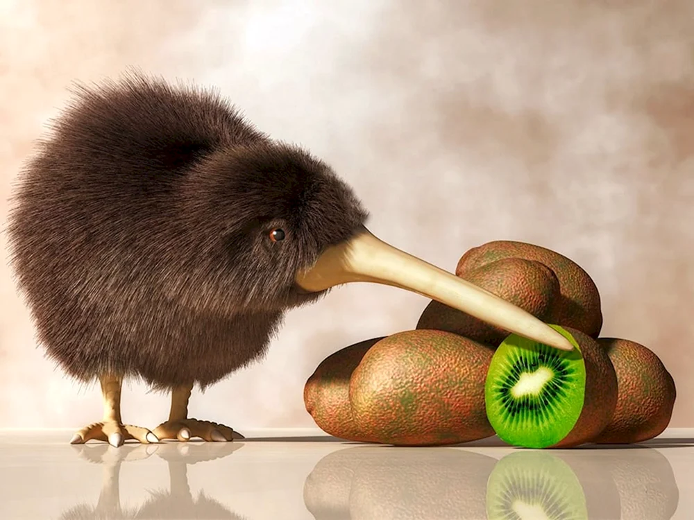 Kiwi in Neuseeland