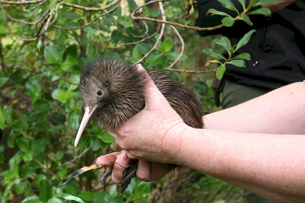 Kiwi in Neuseeland