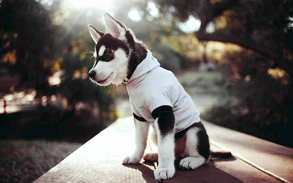 Baby-Hunde