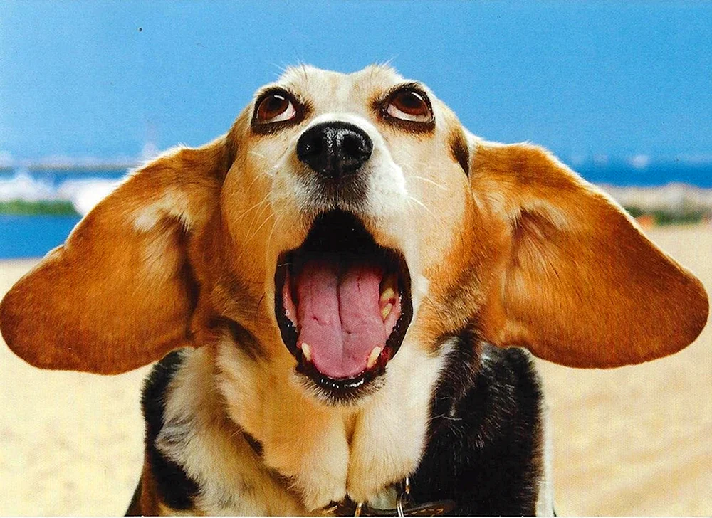 Coole Hunde