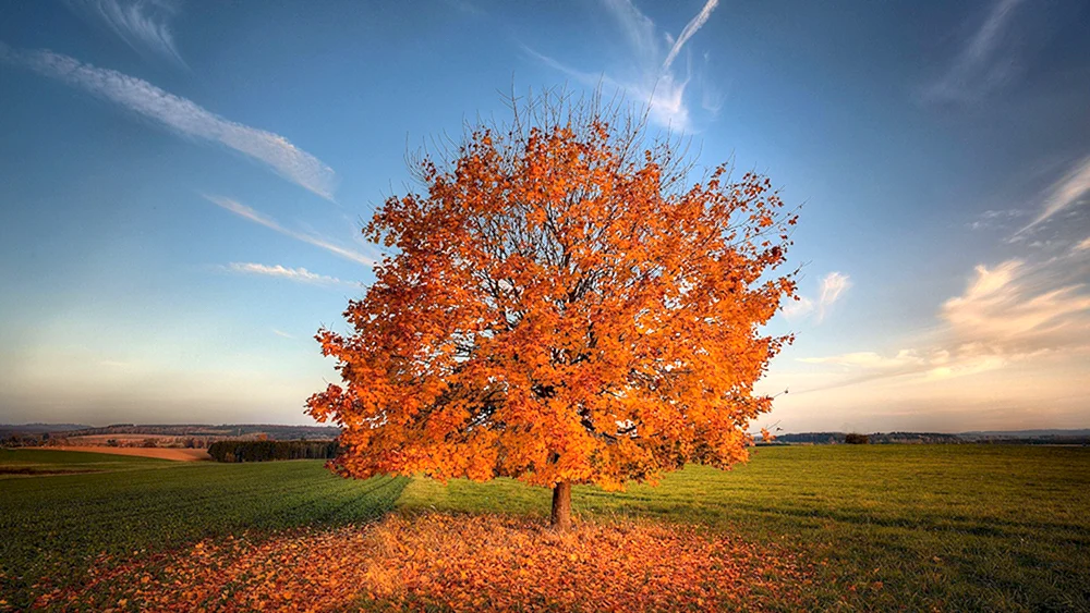 Bäume im Herbst