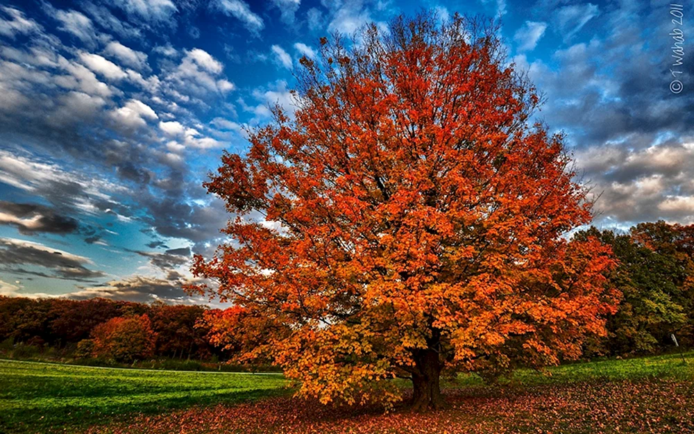 Goldener Nanmu-Baum