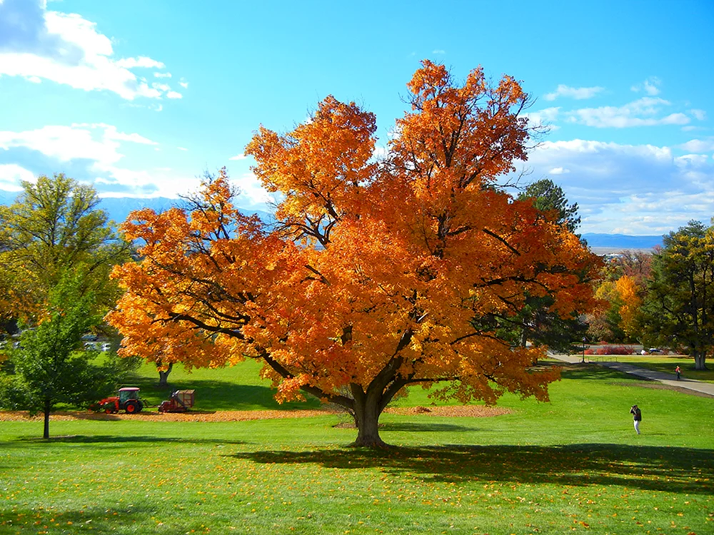 Bäume im Herbst