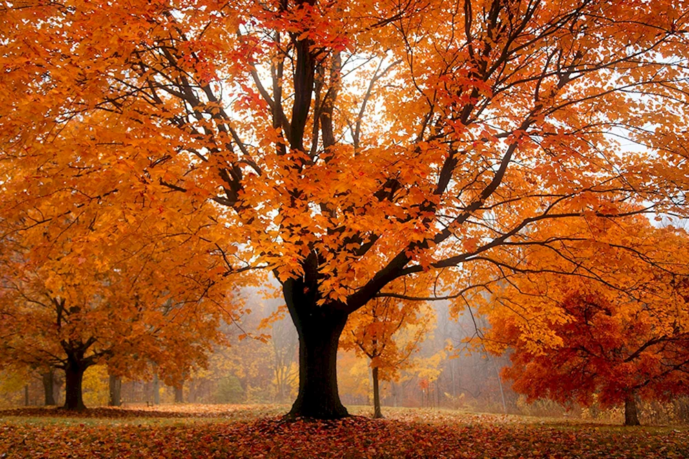 Herbstbäume
