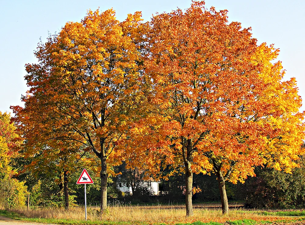 Herbstbäume