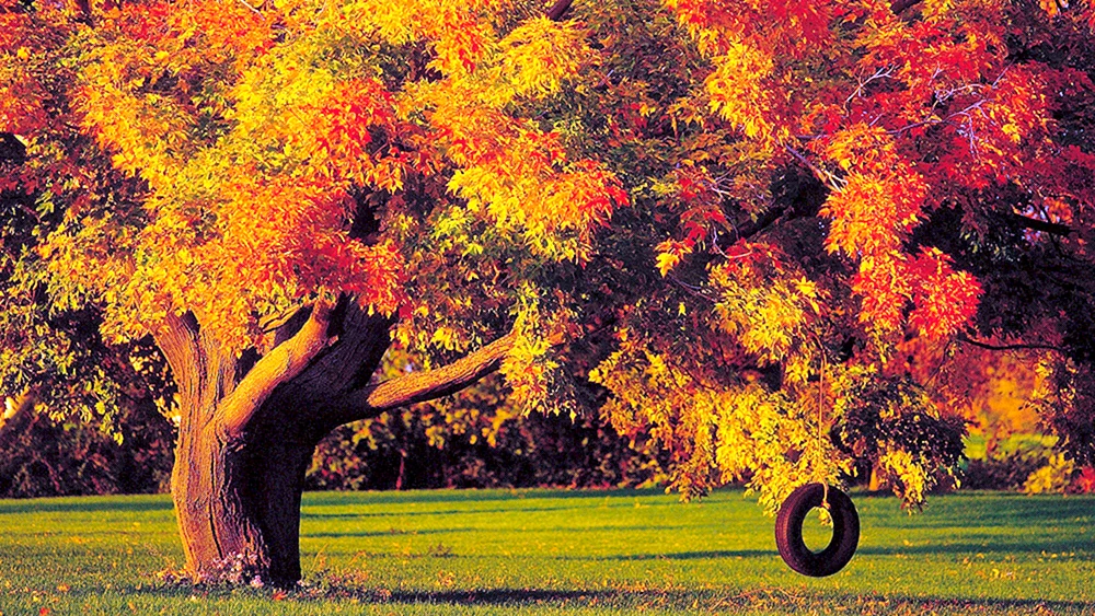 Bäume im Herbst