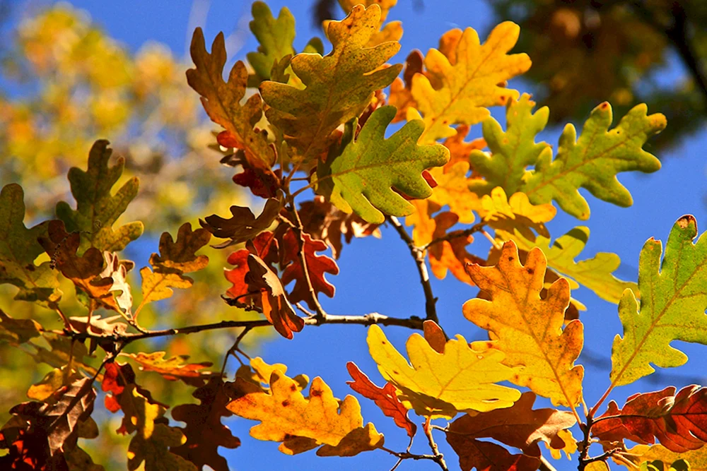 Herbst Eichenblatt