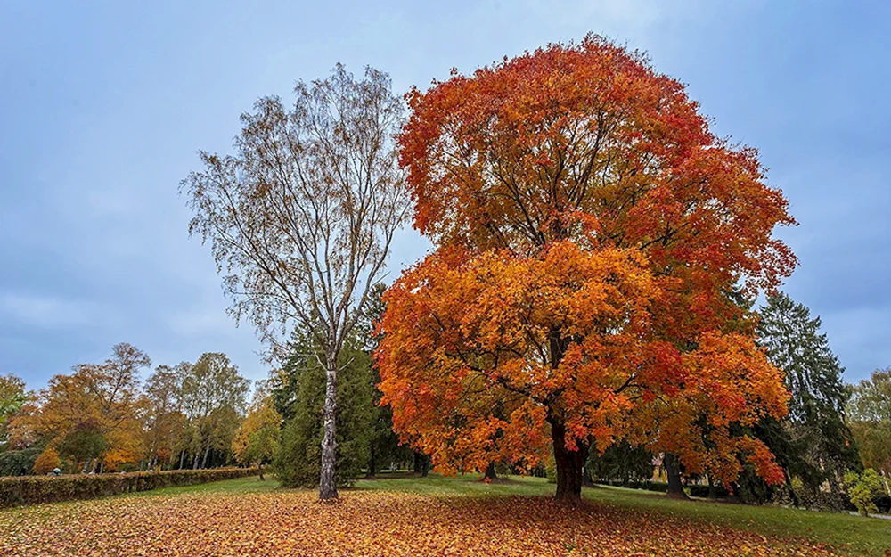 Oktober-Ahornbaum