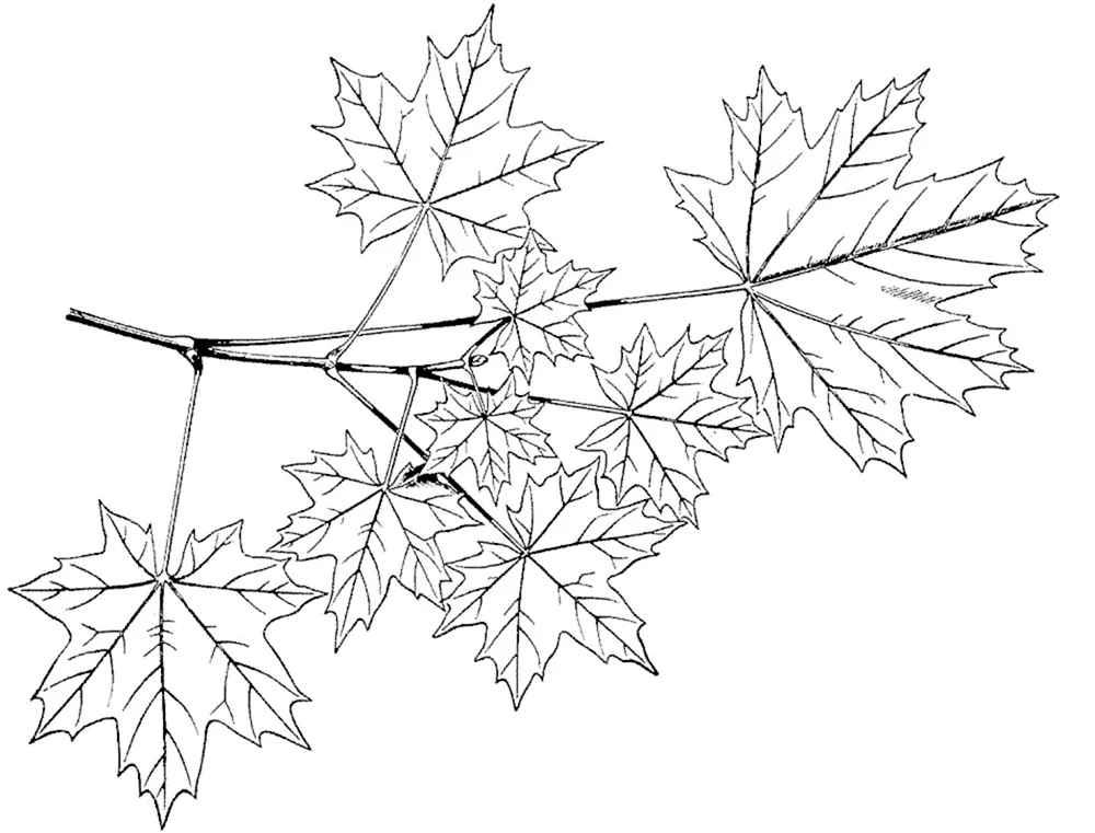 Ahornzweig zum Ausmalen
