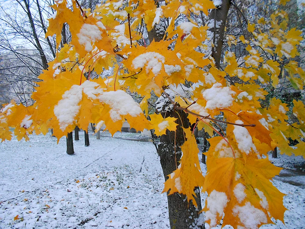 Spätwinter
