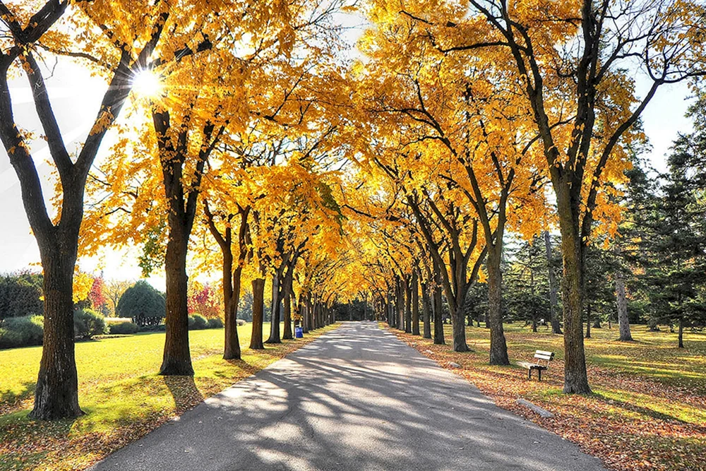 Ahornallee Voronezh